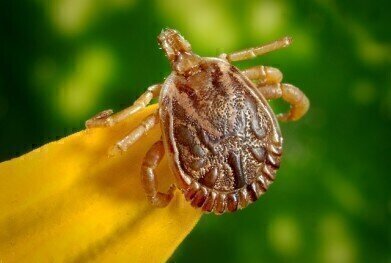 How Prevalent is Lyme Disease in the UK?