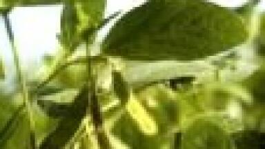 Ft-ir Spectrometers Achieve Rapid, Reliable Analyses of Biodiesel Content in Blends
