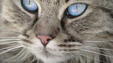 How Could Your Cat's Food Help with Your Allergy?