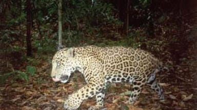Linking Wildlife Sanctuaries Attracts Funding for New Belize Project