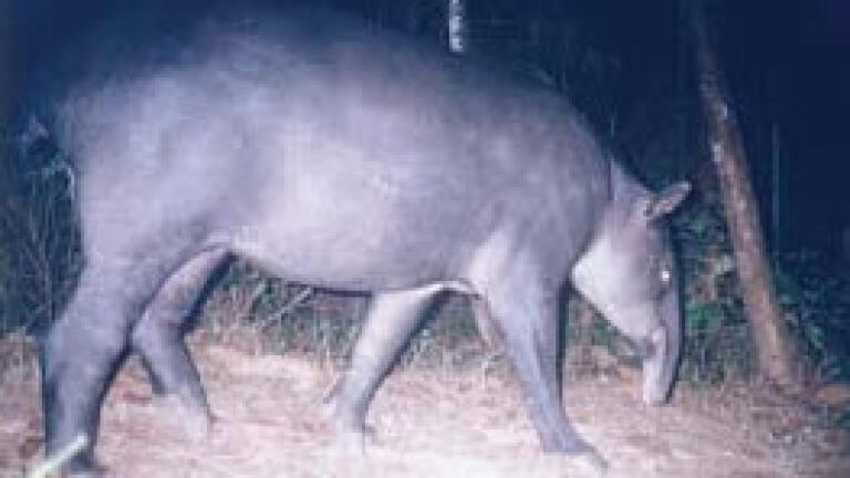 Linking Wildlife Sanctuaries Attracts Funding for New Belize Project