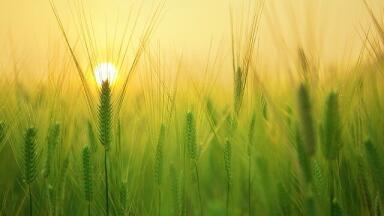 How Can Plants Survive Drought?