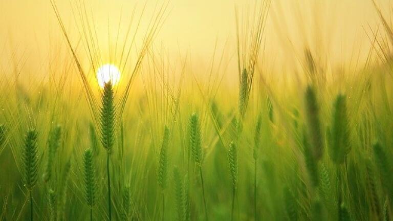 How Can Plants Survive Drought?