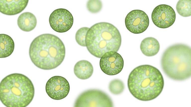 High Pressure Homogenisation for the Cell Disruption of Algae