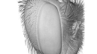 Images Explore the Effects of Eyesize on Vision of Bees