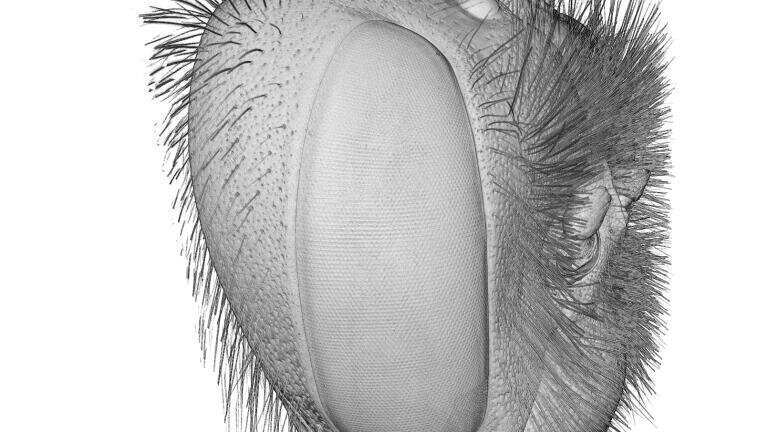 Images Explore the Effects of Eyesize on Vision of Bees