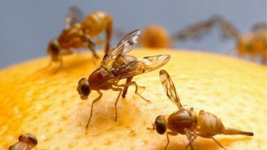 Drug Combination Extends Fruit Flies' Lives by 48%
