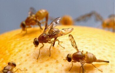 Drug Combination Extends Fruit Flies' Lives by 48%