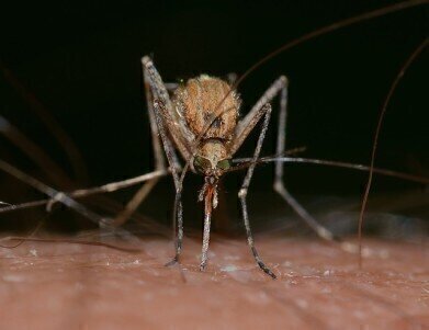 How Far Can Mosquitoes Travel?
