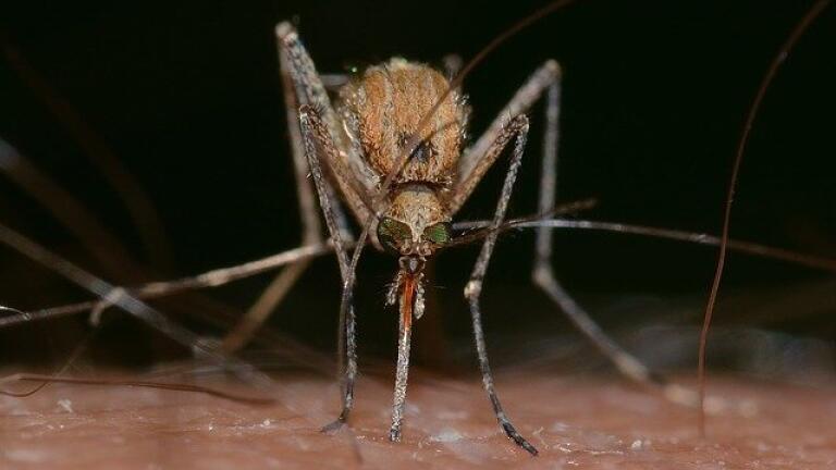 How Far Can Mosquitoes Travel?