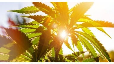 Determining the Moisture Content of Medical Marijuana