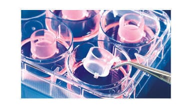More flexibility in cell cultivation - The BRAND® Insert 2in1