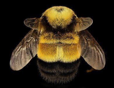 Scientists Find 'Bee Medicine' in Heather