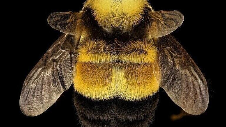 Scientists Find 'Bee Medicine' in Heather