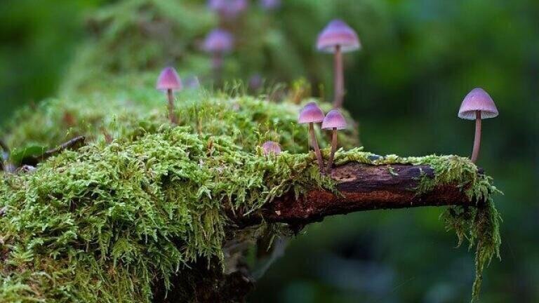 How a Fungi Library Could Help Find New Drugs