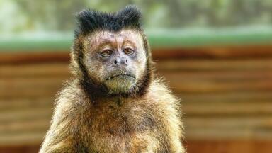 What is Monkeypox?