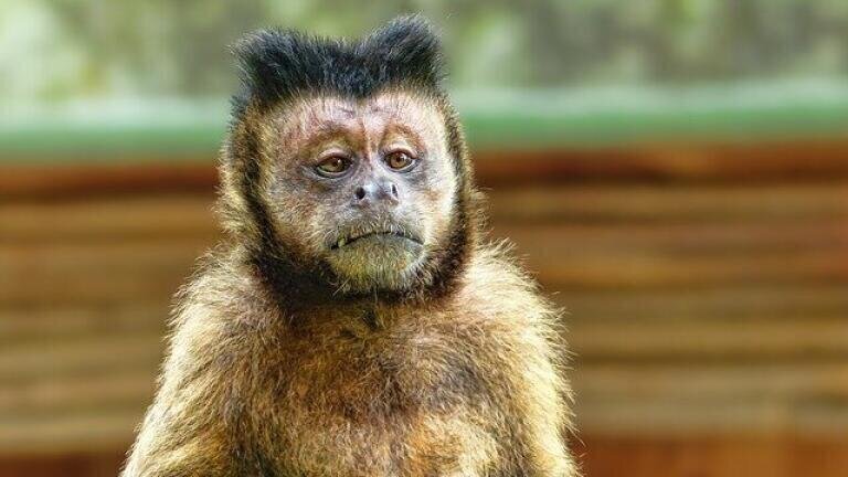 What is Monkeypox?
