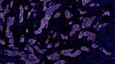 Evolutionary Arms Race could underline Key Immunotherapies