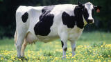 Bovine TB Resilience Traced to Key Genes