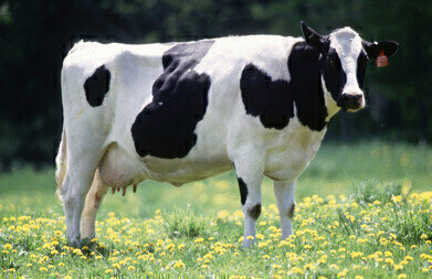 Bovine TB Resilience Traced to Key Genes