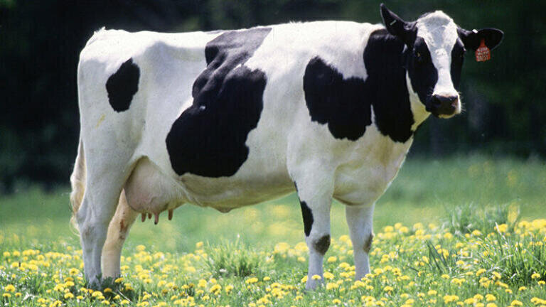 Bovine TB Resilience Traced to Key Genes