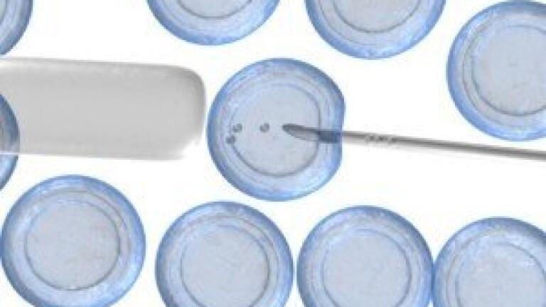 Generation of Muscle Cells in 3 Easy Steps