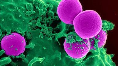 Low Light Activated Coating Beats Bacteria
