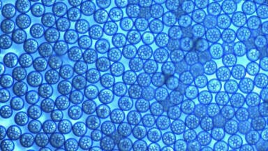 New Application Note  Explains Core-shell Microparticle Production 
