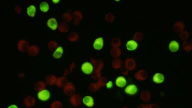 Monoclonal Antibodies to Powassan Virus