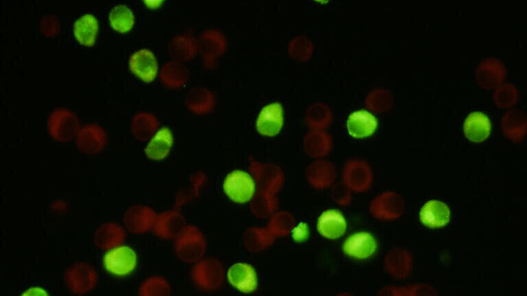 Monoclonal Antibodies to Powassan Virus