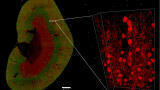 New Light Sheet Fluorescence Microscope Introduced