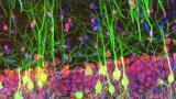Award Celebrates Excellence in Light Microscopy Imaging