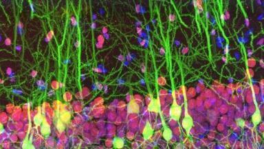 Award Celebrates Excellence in Light Microscopy Imaging