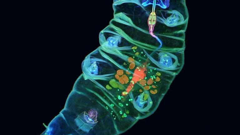 Americas regional winner Tagide deCarvalho – a tardigrade