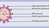 New Tool for Coronavirus-specific T Cell Research Launched