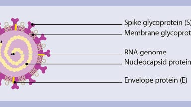 New Tool for Coronavirus-specific T Cell Research Launched