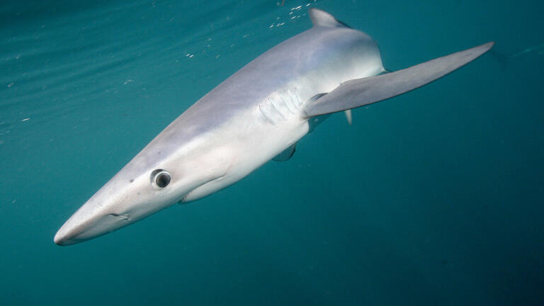 Blue Shark (pic credit: Keith Hiscock)