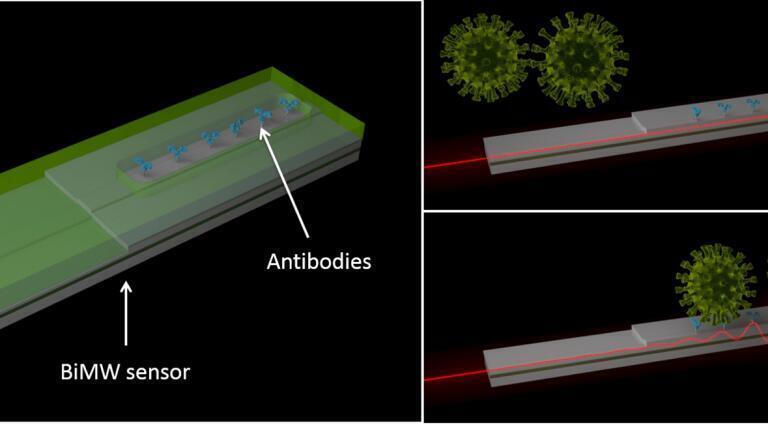 The interferometric biosensor.