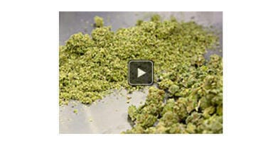 Homogeneous Grinding of Cannabis - Efficient Extraction of Supercritical CO2
