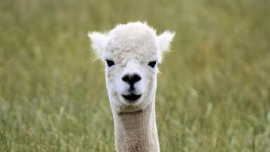 Can Llama Antibodies Block COVID-19?