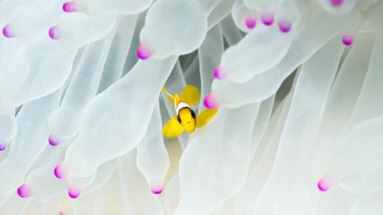 Fade to White  - Morgan Bennett-Smith
