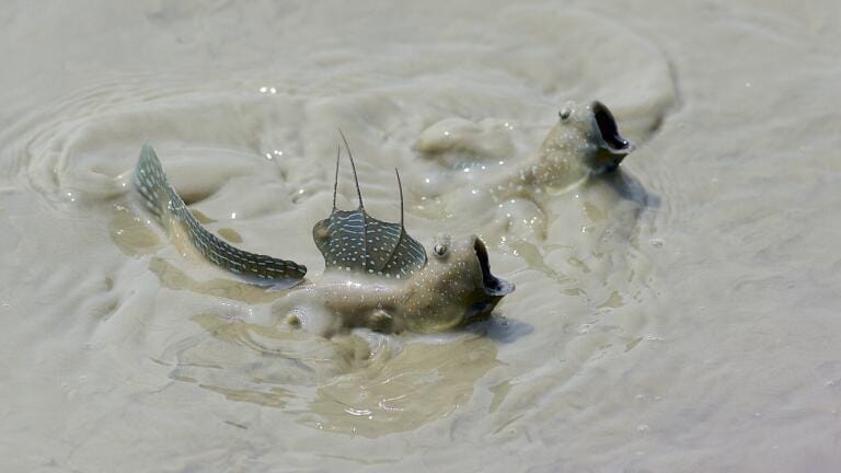 Mudskipper Turf War  - Daniel Field