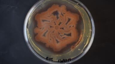 Science as Art – Engineering living Materials and Patterns
