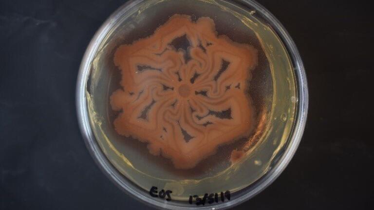 Science as Art – Engineering living Materials and Patterns