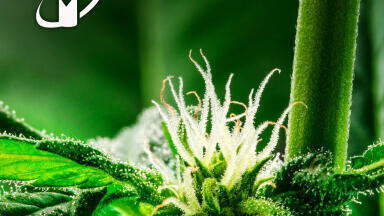 New Cannabidivarinic Acid Standard Advances Cannabis Analysis