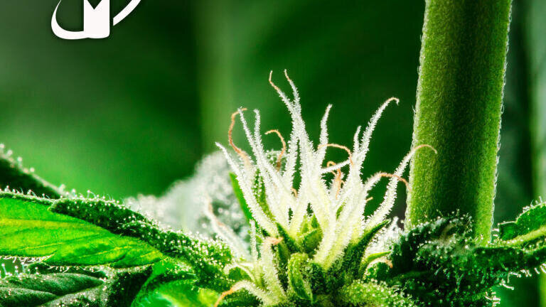 New Cannabidivarinic Acid Standard Advances Cannabis Analysis
