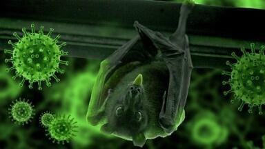 Bat Coronavirus Study Finds Closest Relative to SARS-Cov-2