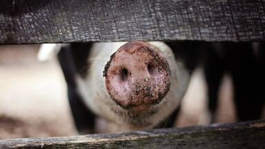 How Does Our Sense of Smell Work?