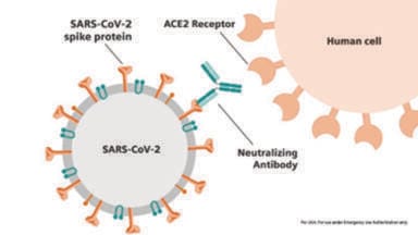 Public Health England Study Evaluates Siemens Healthineers SARS-CoV-2 Antibody Test Against Other Leading Antibody Assays