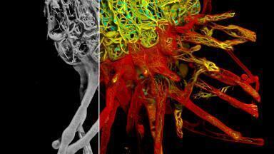 New Platform Provides a New Dimension of Information to Confocal Imaging